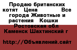 Продаю британских котят › Цена ­ 30 000 - Все города Животные и растения » Кошки   . Ростовская обл.,Каменск-Шахтинский г.